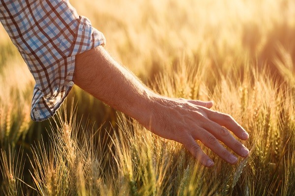 A hand touching the wheat field