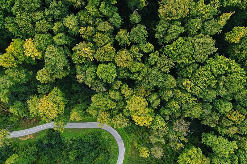 Forest aerial view