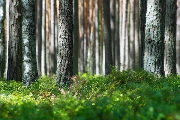 greenery landscape